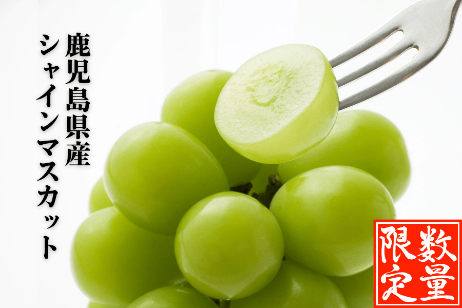 鹿児島県桜島産シャインマスカット1房(500g以上)【100ケース限定