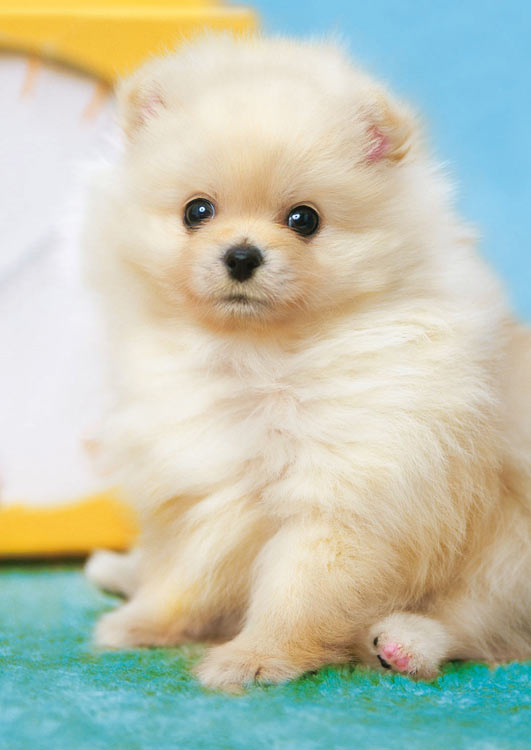 EPO-01-071 ペット・動物 ふわふわポメラニアン 108ピース エポック社