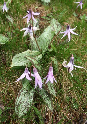 四季の山野草（カタクリ）