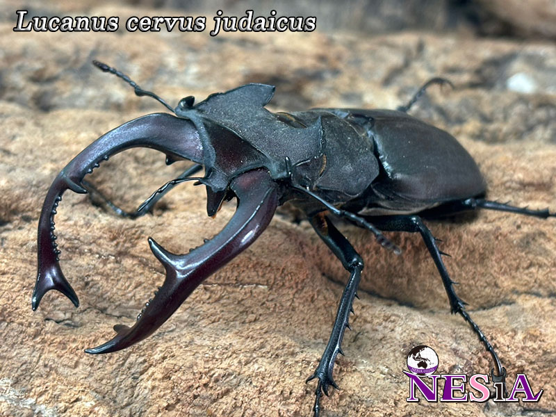 シリア産 ユダイクスミヤマクワガタ ♂67ミリ・♀47ミリ ペア