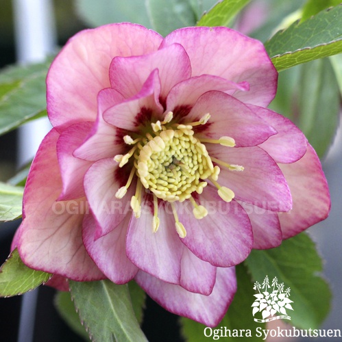 クリスマスローズ アップルピンク ダブル系 (実生)｜おぎはら植物園