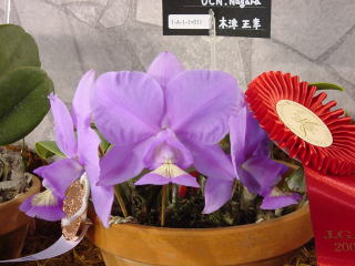 世界らん展日本大賞2003 原種カトレア Japan Grand Prix