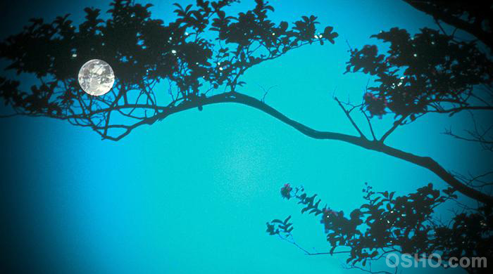 隠された神秘 OSHO 久しぶりのOSHO。｜michan