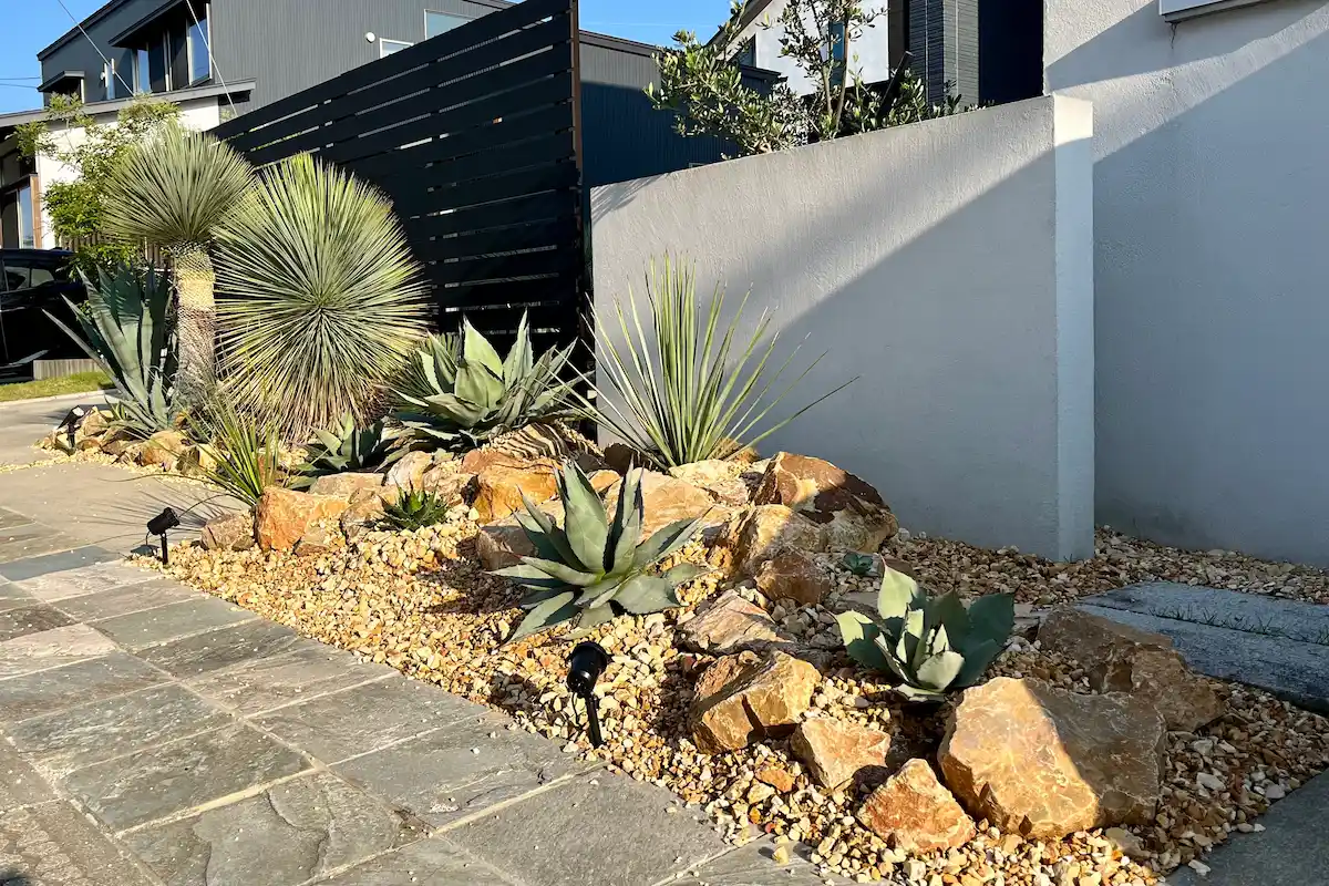 耐寒性ダシリリオン大苗ミキワネンシス◇ドライガーデン多肉サボテン