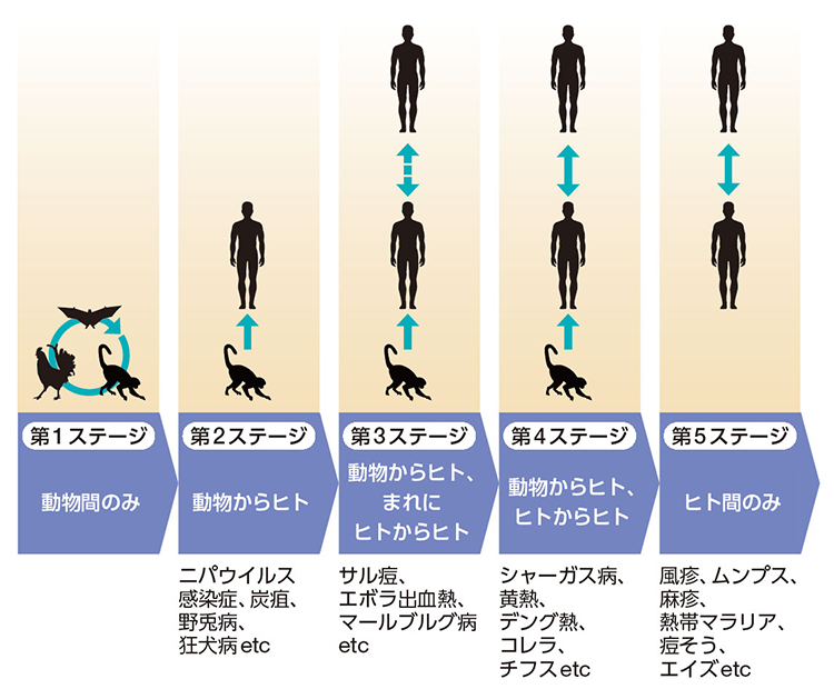 変異を繰り返すウイルス｜研究情報誌 (LION SCIENCE JOURNAL)｜研究