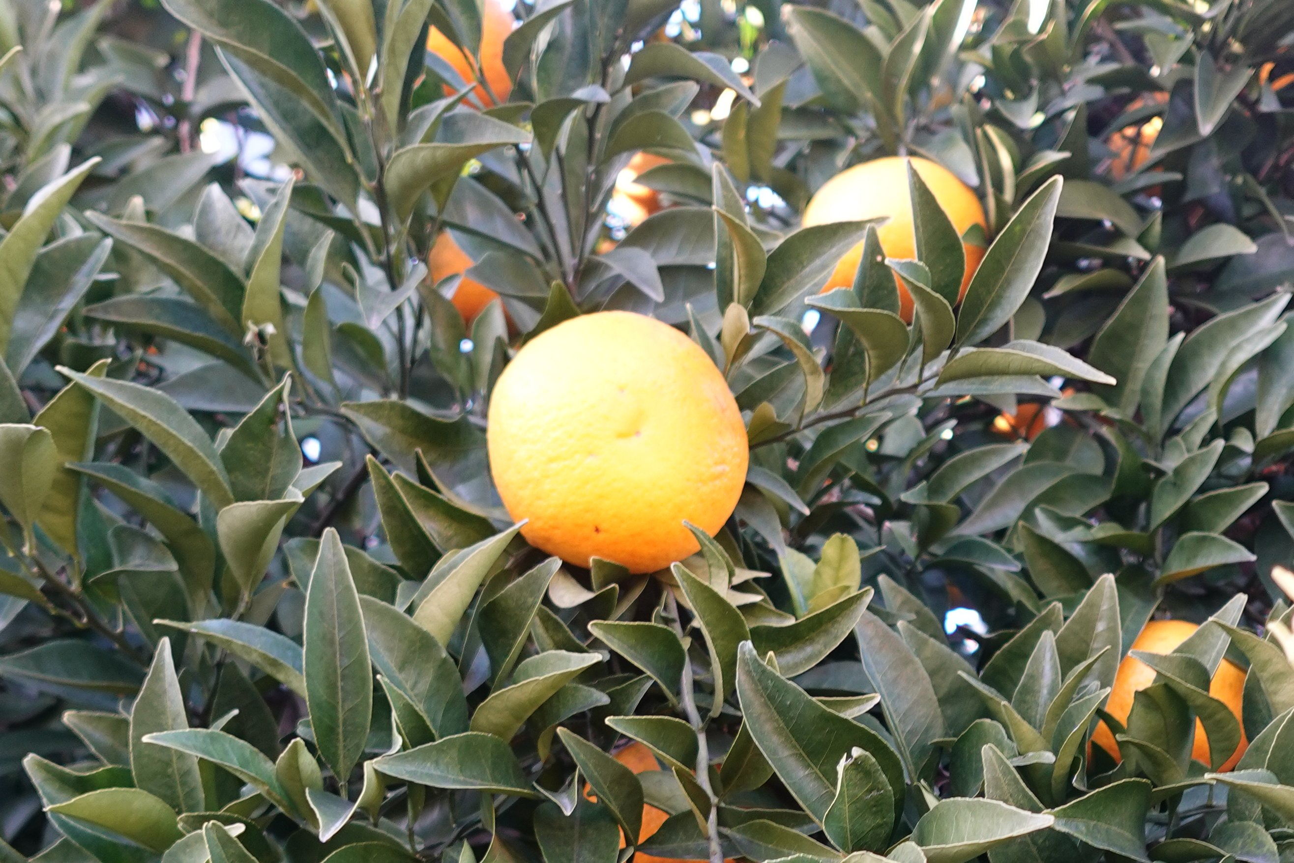 作文通信教育講座「ブンブンどりむ」と言葉の森のオンライン作文との