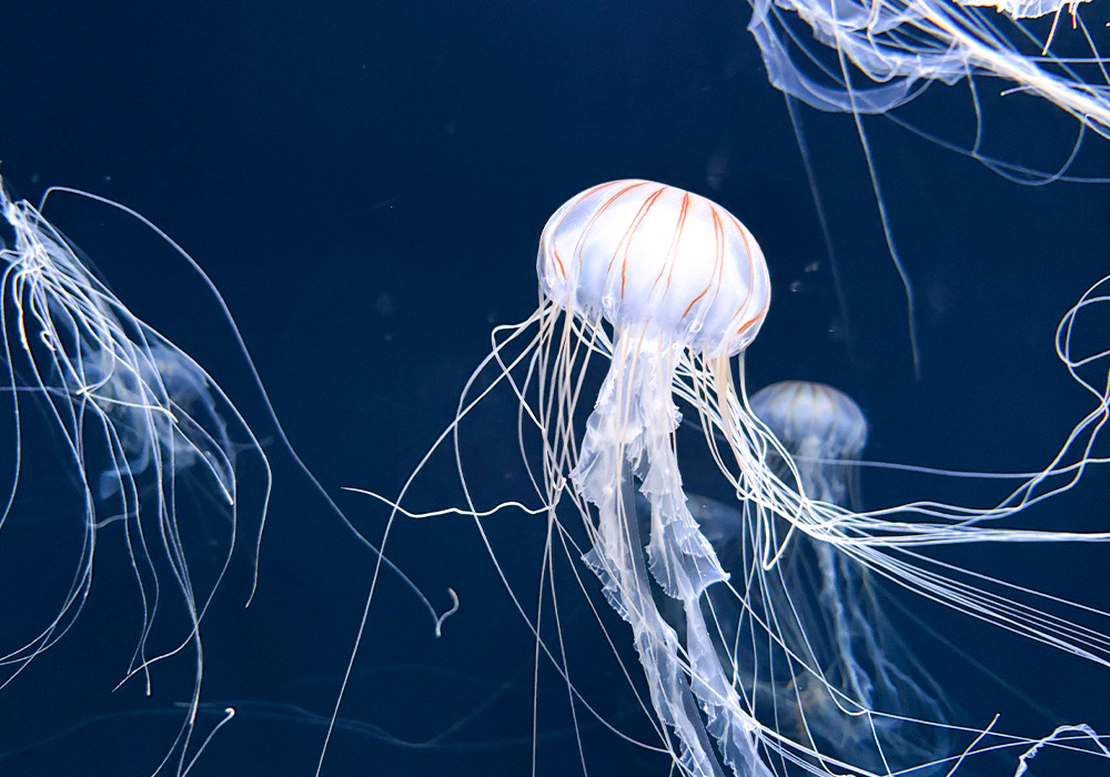 ゆらゆら漂う”クラゲ” | marble SUD マーブルシュッド