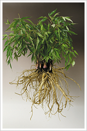 日本山人参・ヒュウガトウキの通販なら『メイゲン』