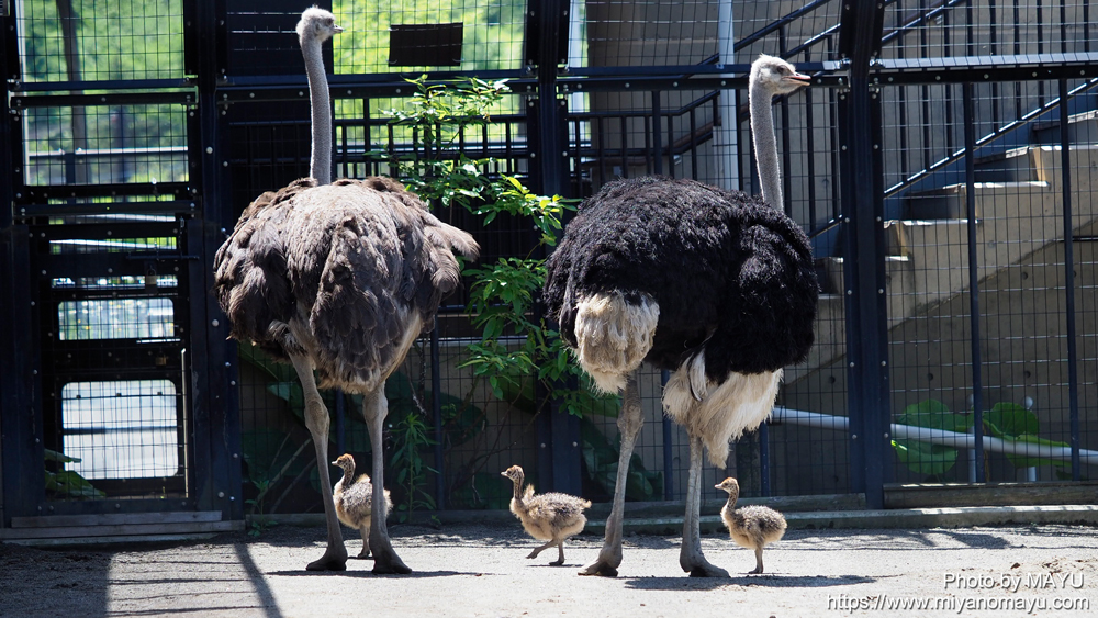 旭山動物園のダチョウ家族 ヒナ3羽の成長 | 北の暮らし ～札幌・宮の森