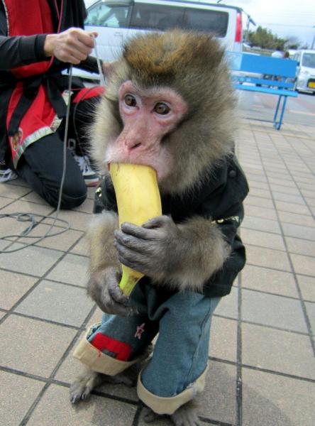 お猿さんがやってくる☆モンキーパフォーマンスショー | 道の駅ごか