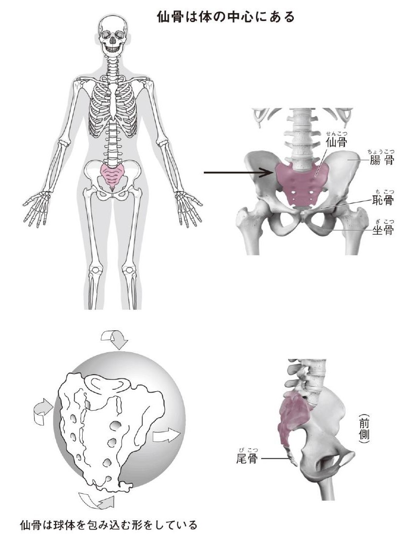 仙骨とは？|【仙骨無痛療法】のパイオニア|仙骨専門治療院MRT