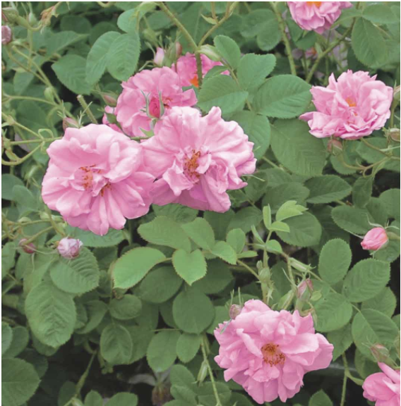 洗練された美しさを演出するアイテム4品をセットにした限定コフレ