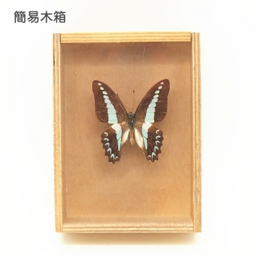 アオスジアゲハ , 蝶の標本 販売・通販のNatureShop|モルフォや