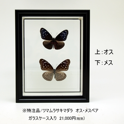 ツマムラサキマダラ , タグ「black」 , 蝶の標本 販売・通販の