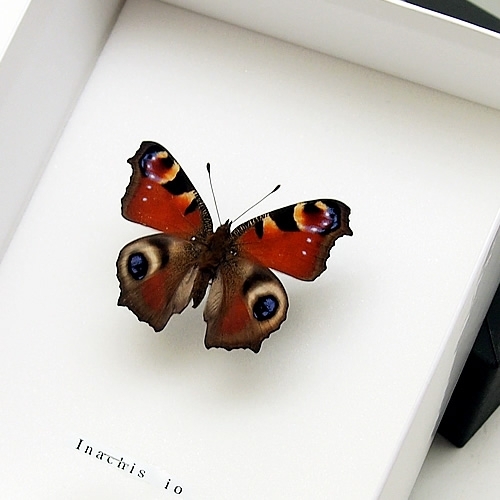 クジャクチョウ(孔雀蝶) , タテハ蝶科標本 , 蝶の標本 販売・通販の