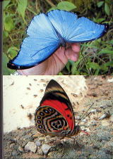 ペルーの蝶類 矢崎康幸・有賀俊司