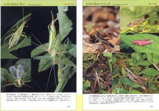 バッタ・コオロギ・キリギリス生態図鑑