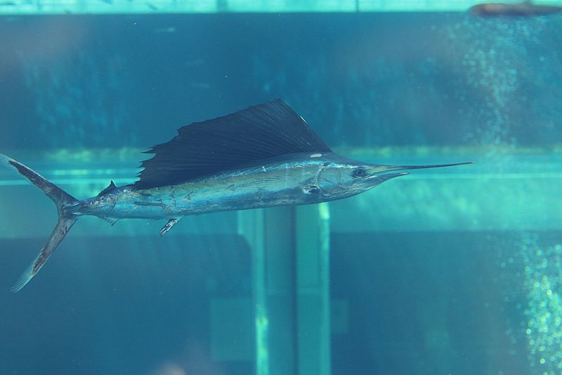 アクアマリンふくしまがバショウカジキの展示を開始 世界でみれるのは