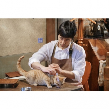 ブランケット・キャッツ DVD-BOX 全4枚｜国内ドラマ｜DVD