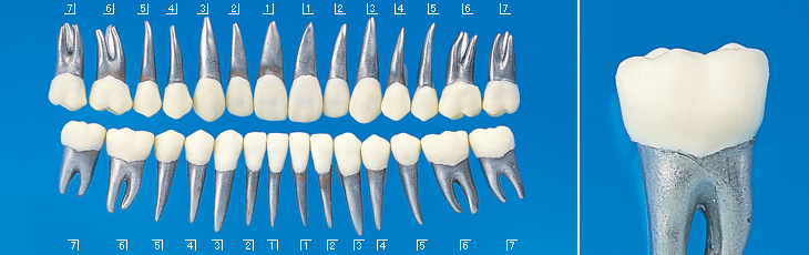 タイポドント用模型歯 [B9-500]｜株式会社ニッシン｜歯科模型・歯科