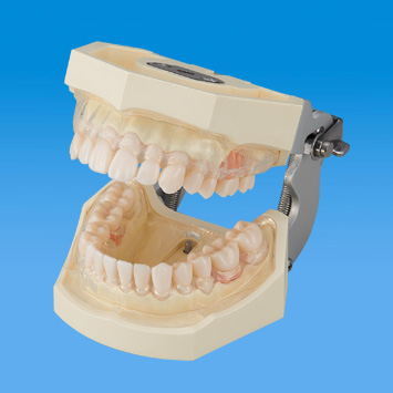 SRP実習用根分岐模型歯 [A2AN-736,737,739,738]｜株式会社ニッシン