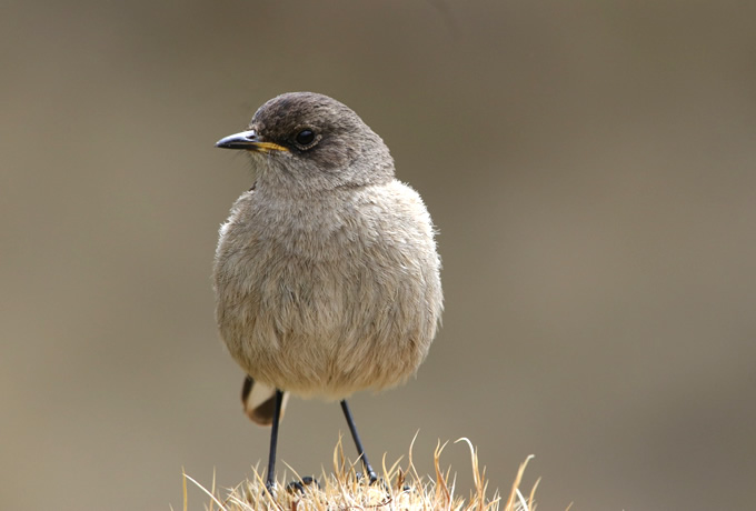 大谷力さん同行バードウォッチング企画 ケニアバードスペシャル｜西遊