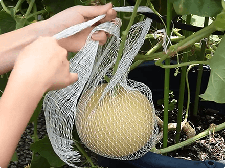 ころたんの作り方 交配・収穫｜ころたん｜タネ・苗・園芸用品・農業用