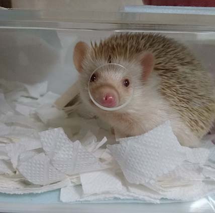 高級アクリルケージのご案内