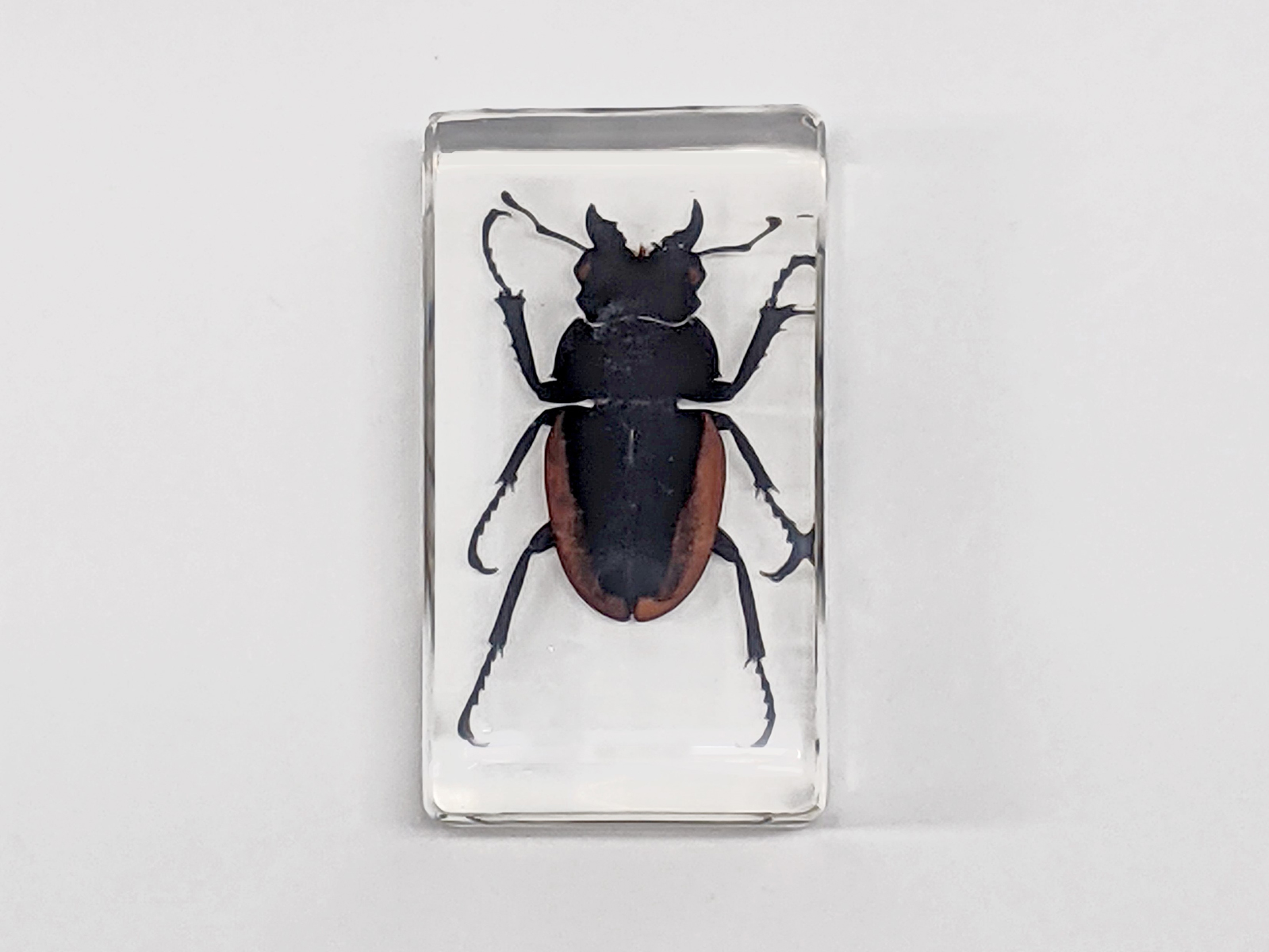 プラ封入昆虫標本 A