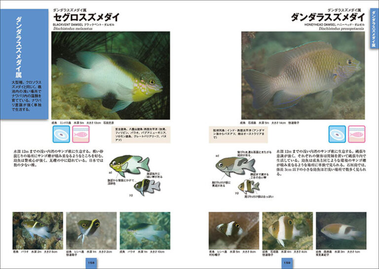 スズメダイ ひと目で特徴がわかる図解付き | 株式会社誠文堂新光社