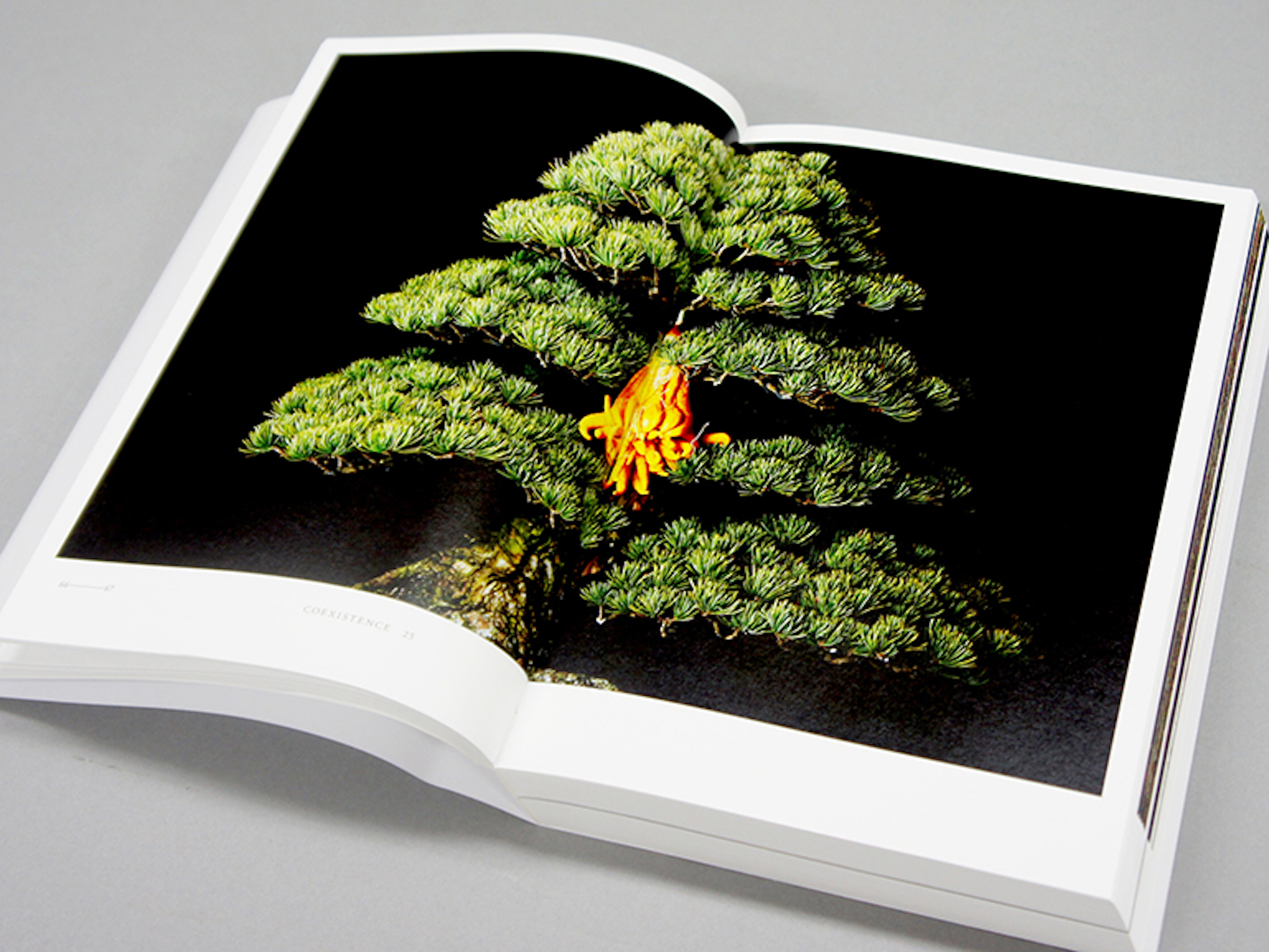 ENCYCLOPEDIA OF FLOWERS Ⅲ 植物図鑑｜青幻舎 SEIGENSHA Art