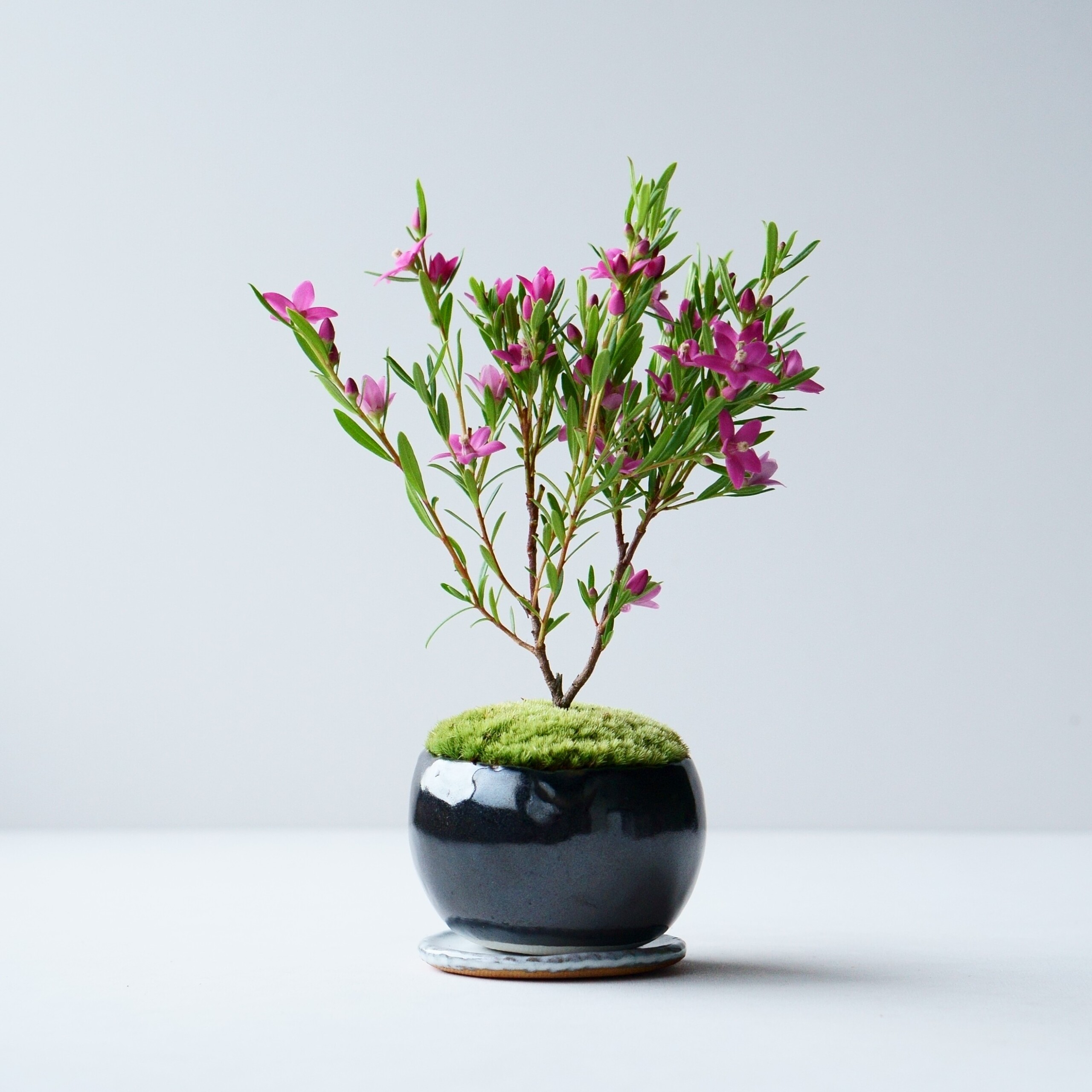 アセビ｜石木花図鑑｜石木花｜SEKIBOKKA｜盆栽