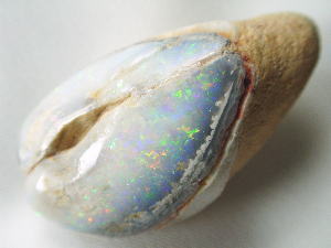 クーパーペディ産オパール化貝化石A - セルフクリエイション