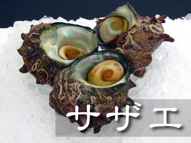 お届け日指定不可】サザエ【鳥取県・兵庫県産】（1個：約60g） 冷蔵便