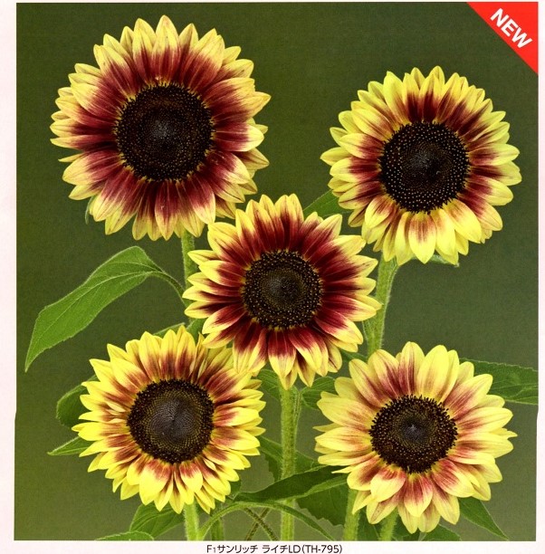 営利用ひまわり】 タキイ種苗 サンリッチひまわり 「サンリッチLD