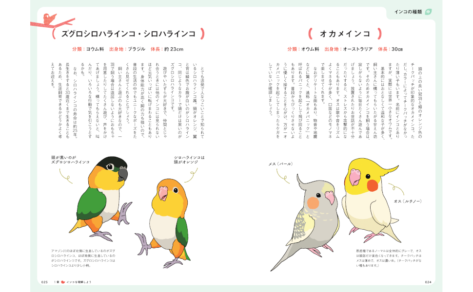 インコのための最高のお世話／石綿美香 監修寄崎まりを 監修 | 新星出版社