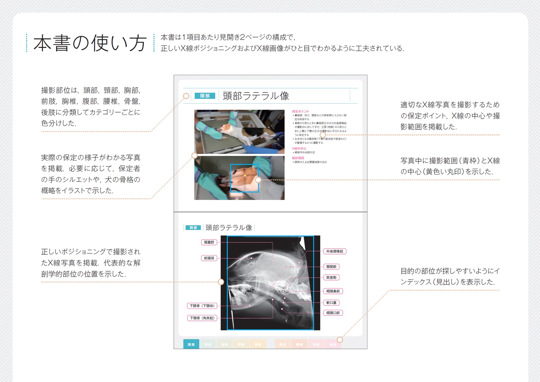 すぐ使える 犬のX線ポジショニングと撮影法_立ち読み