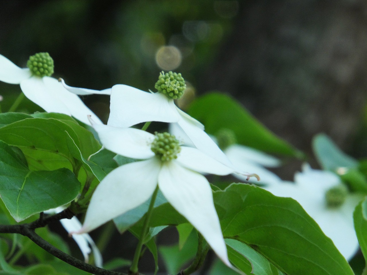 白い花と緑の花 | 花だより | 白鳥庭園｜名古屋市熱田区