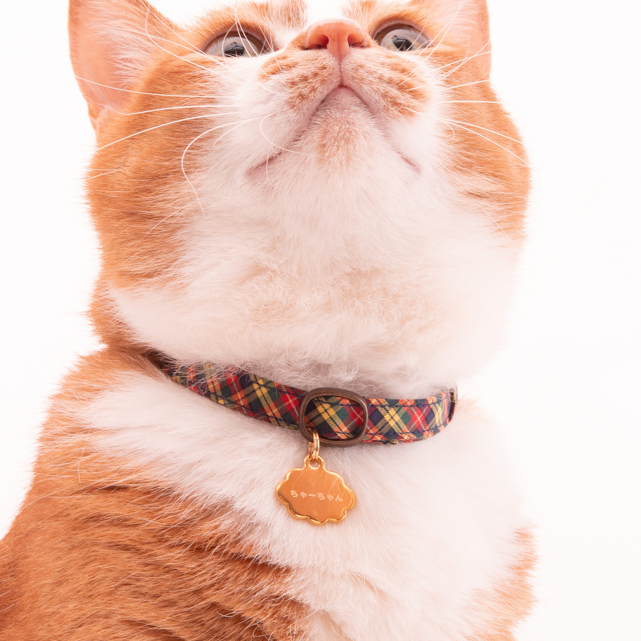 両面］猫用迷子札オールメタル・完全防水 クラウド｜ぽぽねこ公式