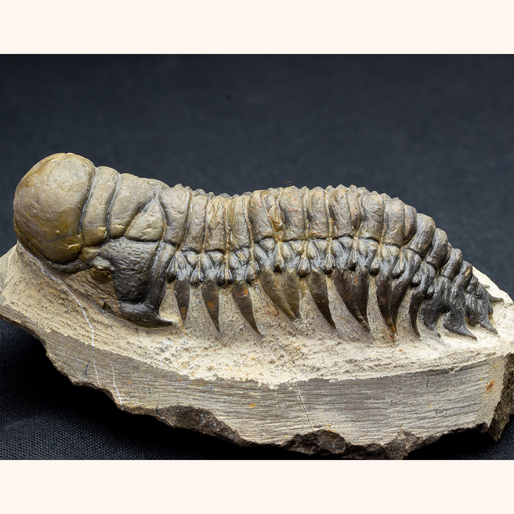 クロタロセファルスT50｜恐竜・化石グッズの専門店 ふぉっしる