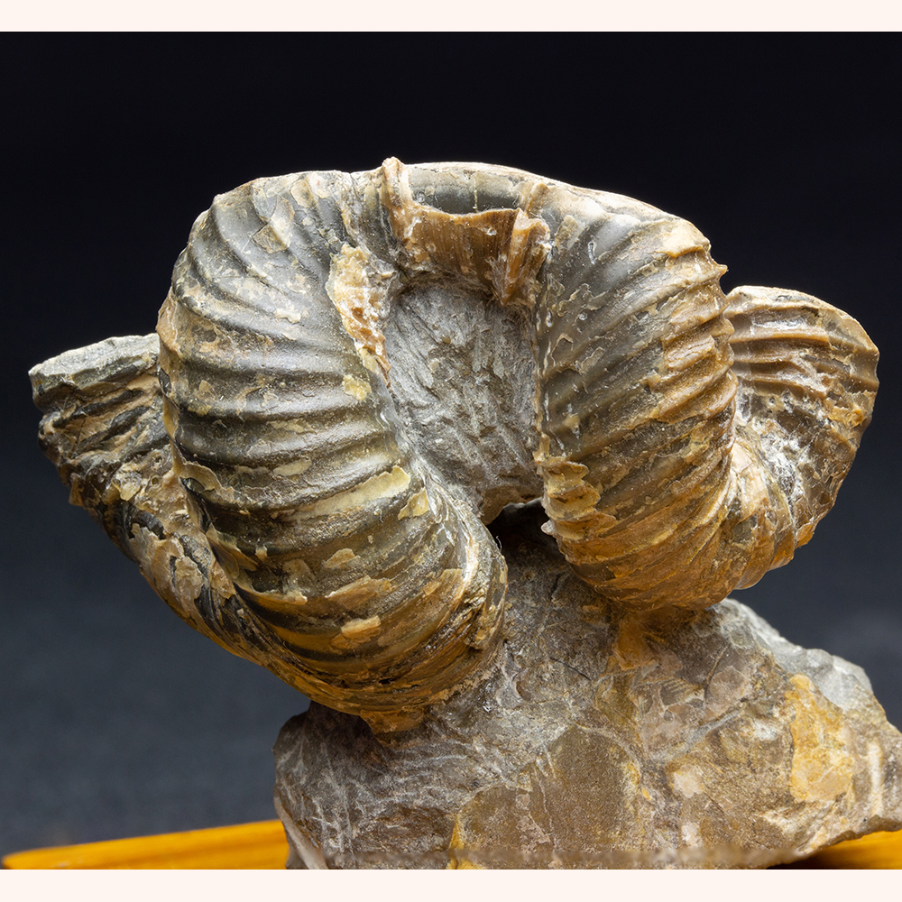 ニッポニテス002｜恐竜・化石グッズの専門店 ふぉっしる