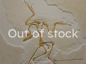 レプリカ｜恐竜・化石グッズの専門店 ふぉっしる