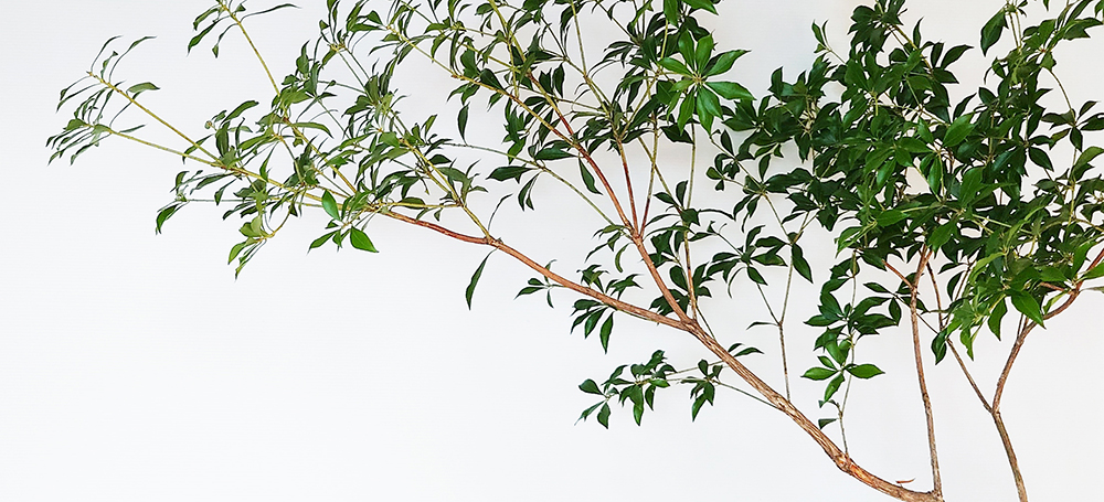 アセビ（馬酔木）