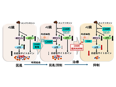 敗血症性心不全、新たな治療標的候補としてCXADRを同定－横浜市大