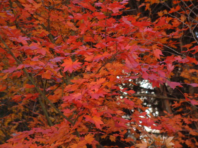 コハウチワカエデ