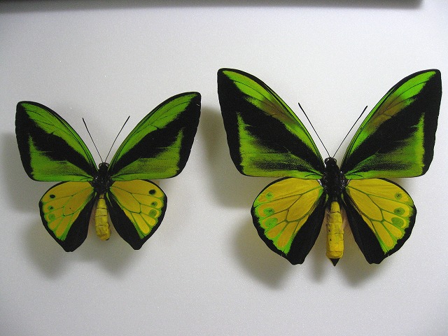 ゴライアストリバネアゲハ Ornithoptera goliath ～ 蝶の標本 麗蝶 ～