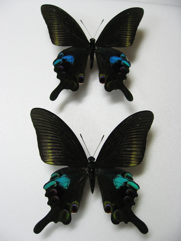 オオクジャクアゲハ Papilio arcturus ～ 蝶の標本 麗蝶 ～