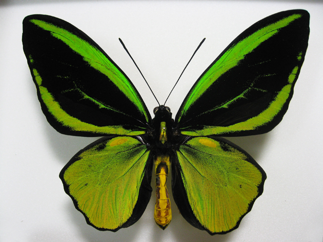 ミドリメガネトリバネアゲハ Ornithoptera priamus ～ 蝶の標本 麗蝶 ～