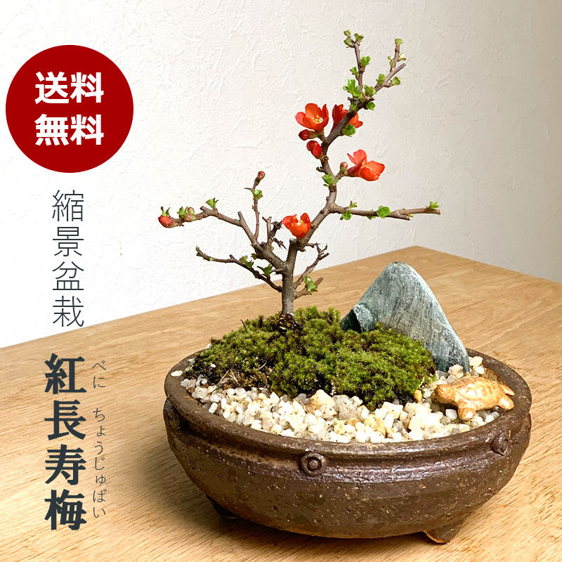 楽天市場】盆栽 長寿梅 紅花 紅長寿梅 亀付き 紅長寿梅の盆栽 信楽茶鉢