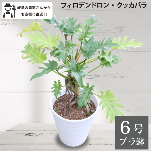 楽天市場】フィロデンドロン クッカバラ 根上がり 6号鉢 1～5個セット